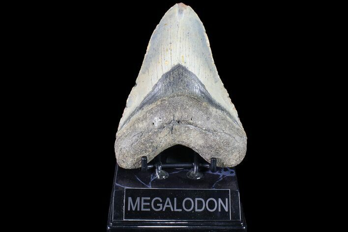 Bargain, Megalodon Tooth - North Carolina #83996